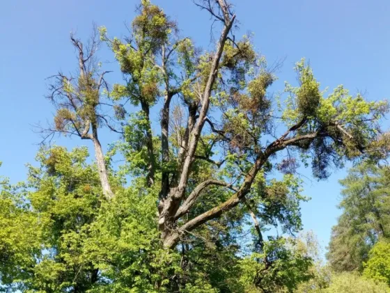 Arboristické služby